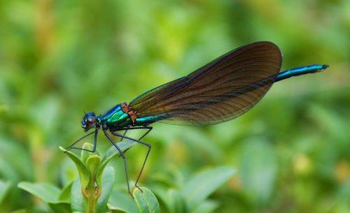 Close-up of damselfly on plant