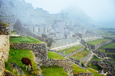 Llama in machu picchu in a foggy morning