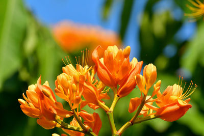 Close-up of orange flowering plant