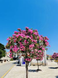 Tree against clear blue sky