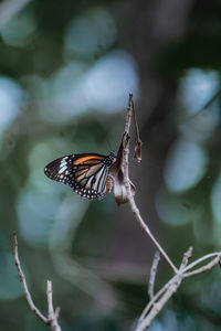 Close-up of butterfly pollinating flower