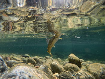 Close-up of fish swimming in aquarium