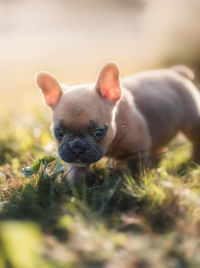 Close-up of a dog in field