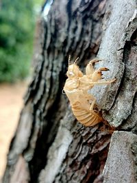 Close-up of tree trunk