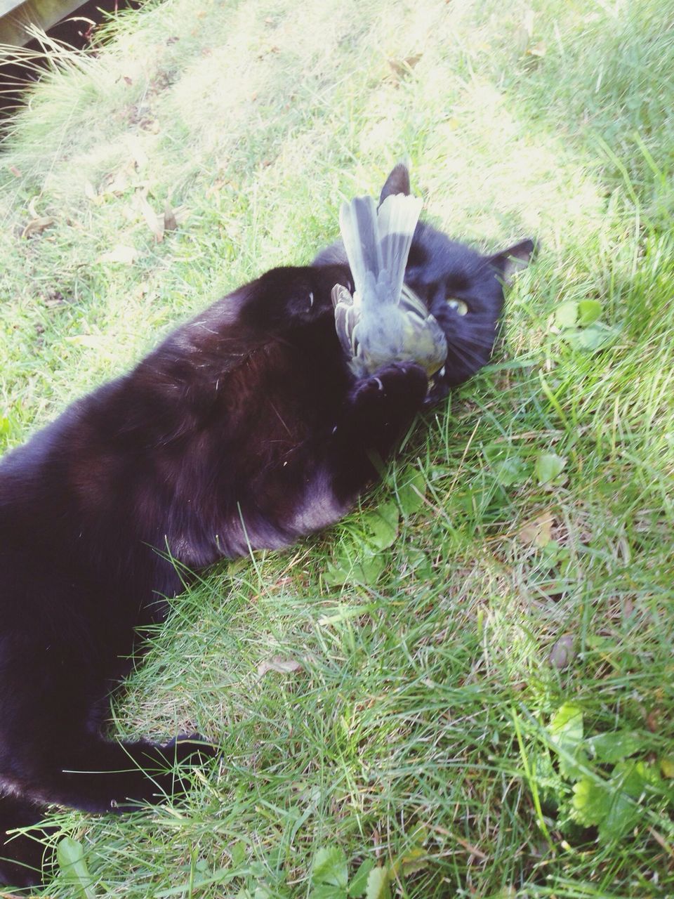 animal themes, one animal, domestic animals, black color, grass, pets, mammal, domestic cat, cat, field, grassy, looking at camera, feline, portrait, high angle view, green color, black, no people, day, nature