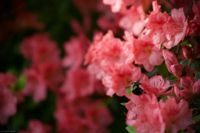 Close-up of pink cherry blossoms