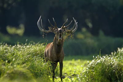 Deer rut in kopacki rit, croatia