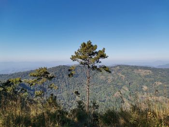 Plants growing on land against clear blue sky