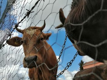 Low angle view of horse against sky 