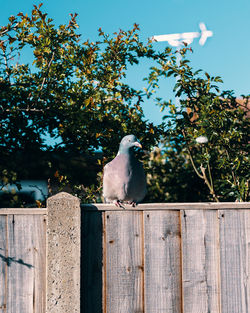 Low angle view of pidgeon perching on wooden fence