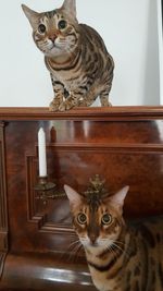 Portrait of cat sitting on carpet at home