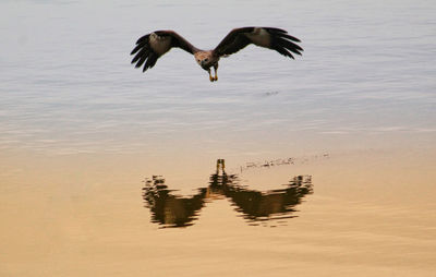 Eagle flying over lake while hunting