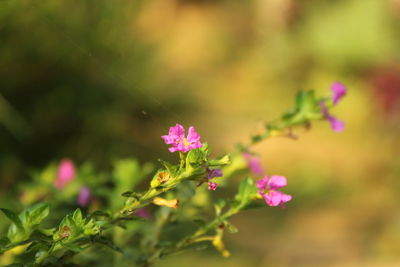 Close-up of pink flowering plant