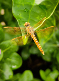 Close-up of insect on leaf