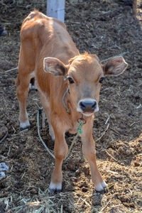 Portrait of cow