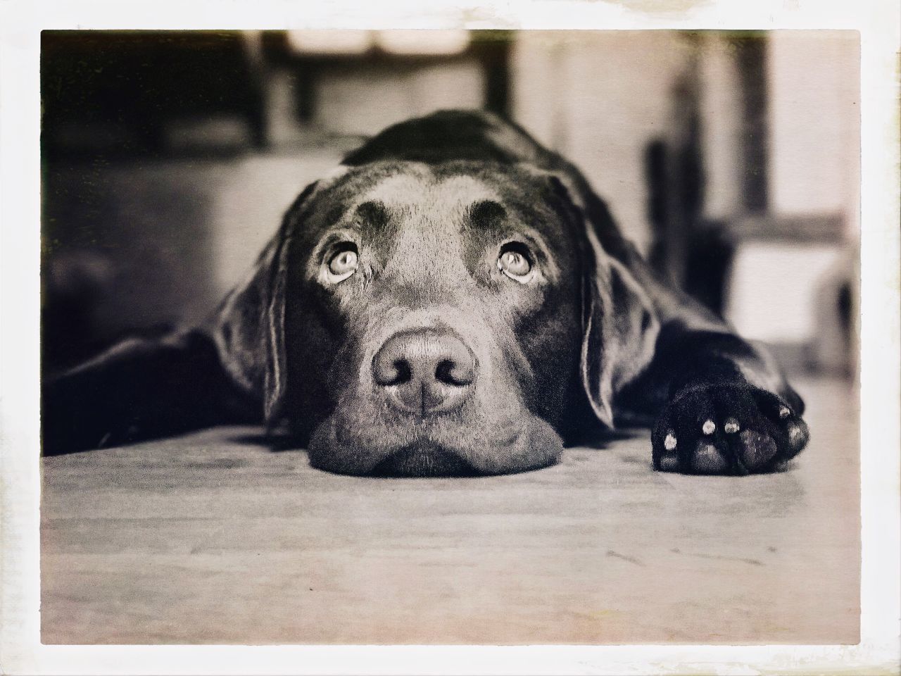 CLOSE-UP PORTRAIT OF A DOG ON FLOOR