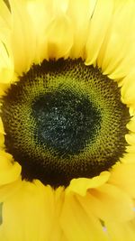 Macro shot of sunflower