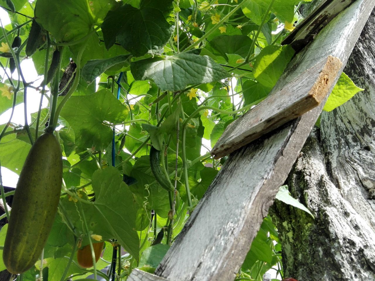 Cucumber for seeds