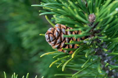 Close-up of pine cone on tree