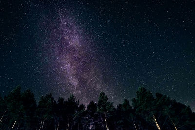 Low angle view of trees against sky at night