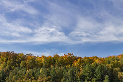 Scenic view of trees against sky during autumn