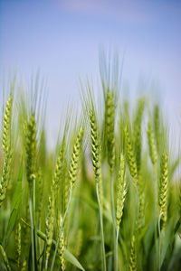 Close up of young green wheat on the field