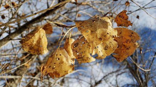 Close-up of dry leaves on branch during winter