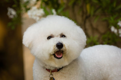 Close-up portrait of white dog standing outdoors