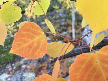 Close-up of yellow leaves on branch