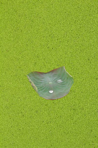 High angle view of leaf on a field