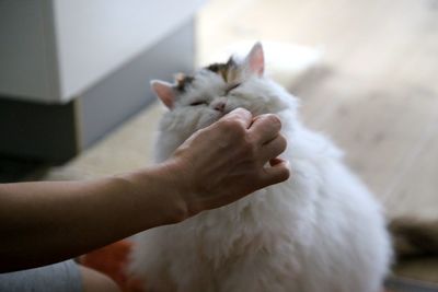 Close-up of hand feeding cat at home