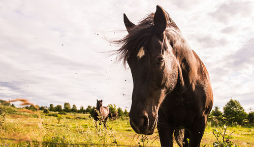 Brown horses on field against sky