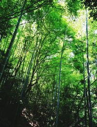 Low angle view of bamboo trees in forest