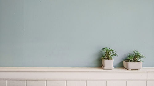Potted plants against wall