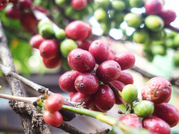 Close-up of berries