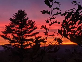 Silhouette trees against sky during sunset