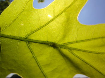 Close-up of green leaf