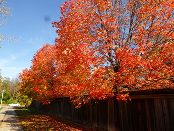 Trees against orange sky