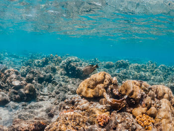 Underwater shot of coral reef, lipah beach, amed, bali.