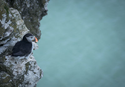 Close-up of bird perching on rock