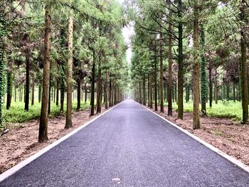 Straight road in the middle of the forest, dongping national forest park.