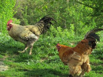 Close-up of rooster on field