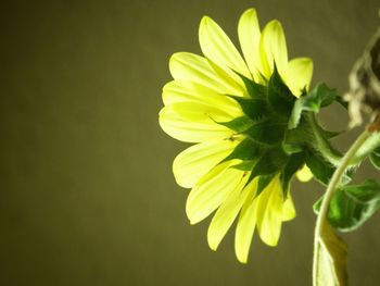 Close-up of yellow flower