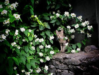 Portrait of cat standing on rock amidst plants