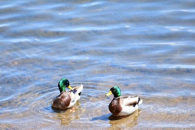 Ducks swimming on lake