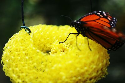 Close-up of insect on yellow flower