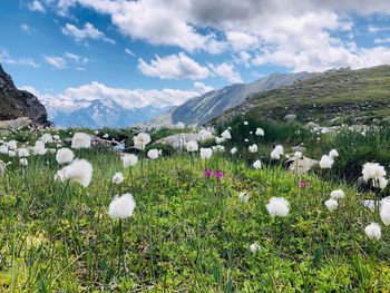 White flowering plants on field against sky