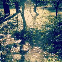 High angle view of trees by lake