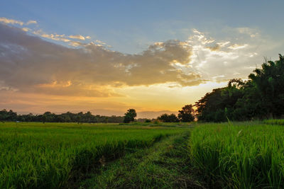 Scenic view of agricultural field against sky during sunset