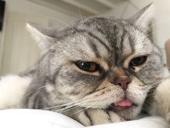 Close-up portrait of a cat